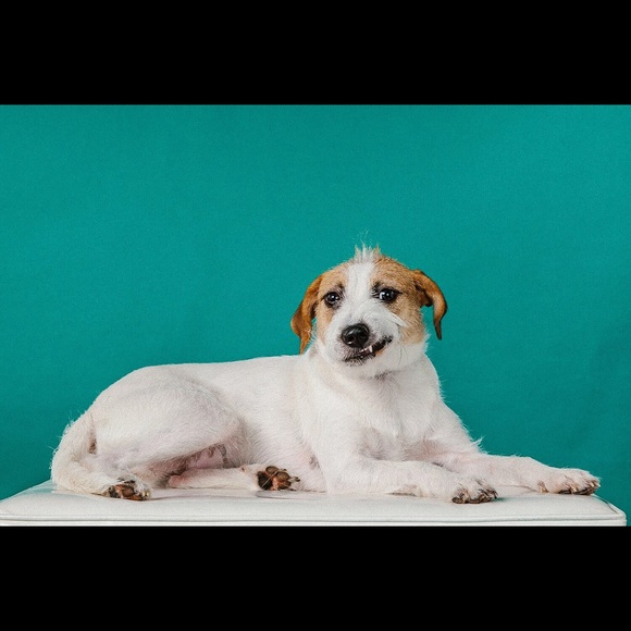 Spay. Neuter. Vaccinate. Microchip. #opttoadopt - Picture 6 of 8